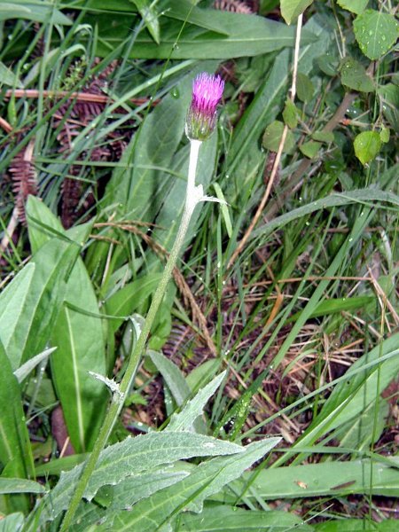 Cirsium anglicum 3